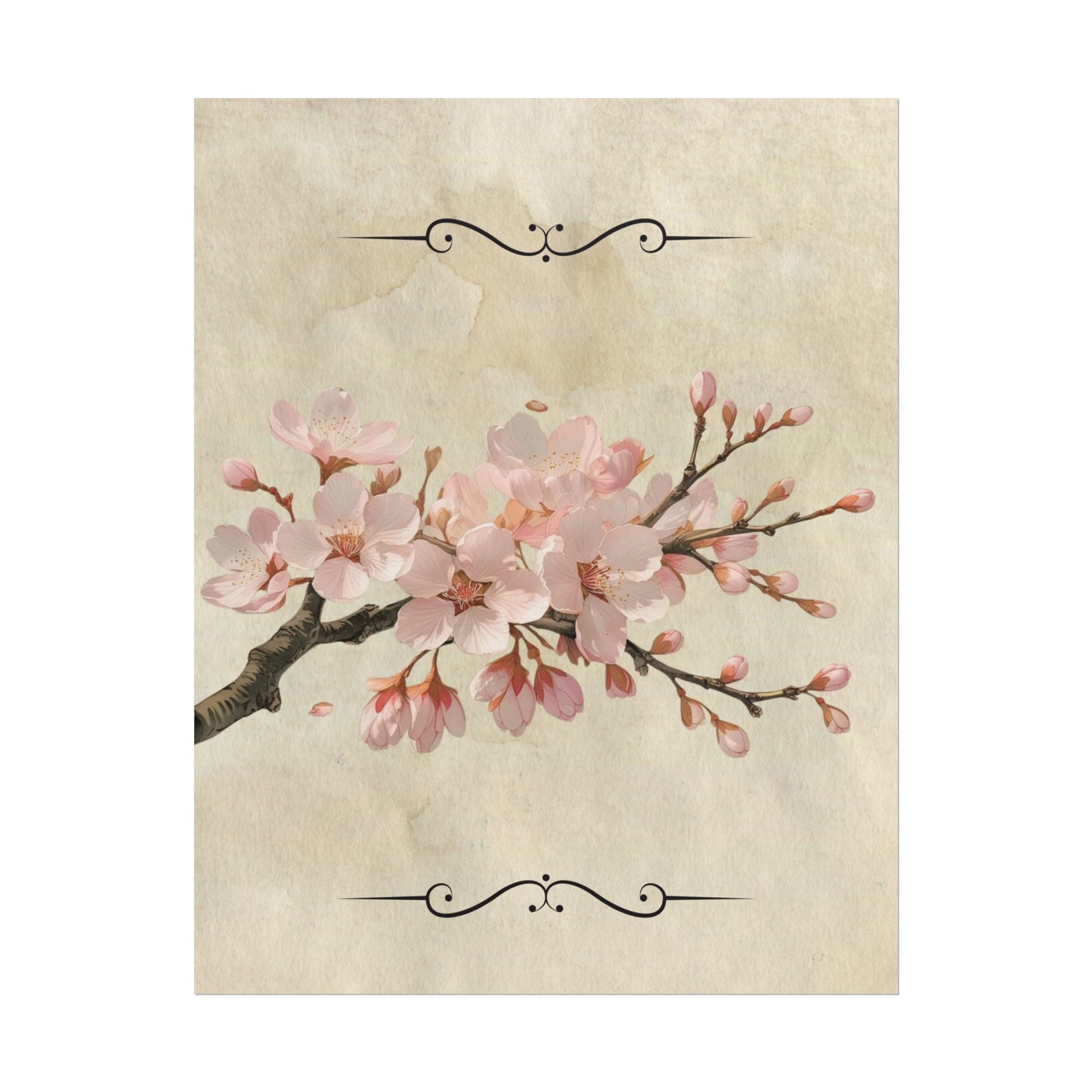 Vintage Cherry blossom on Rolled Posters