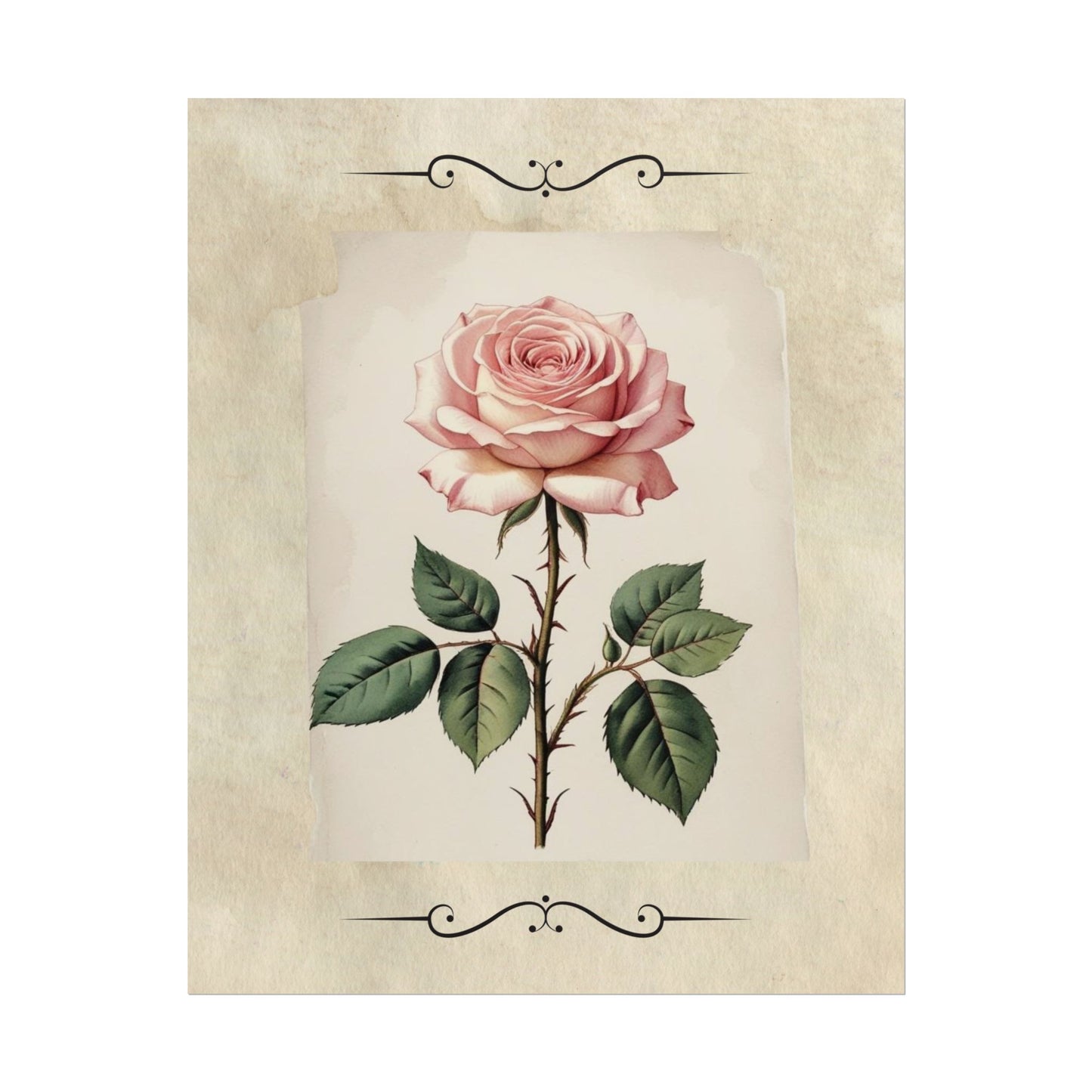 Poster Prints - Vintage Pink Rose Design