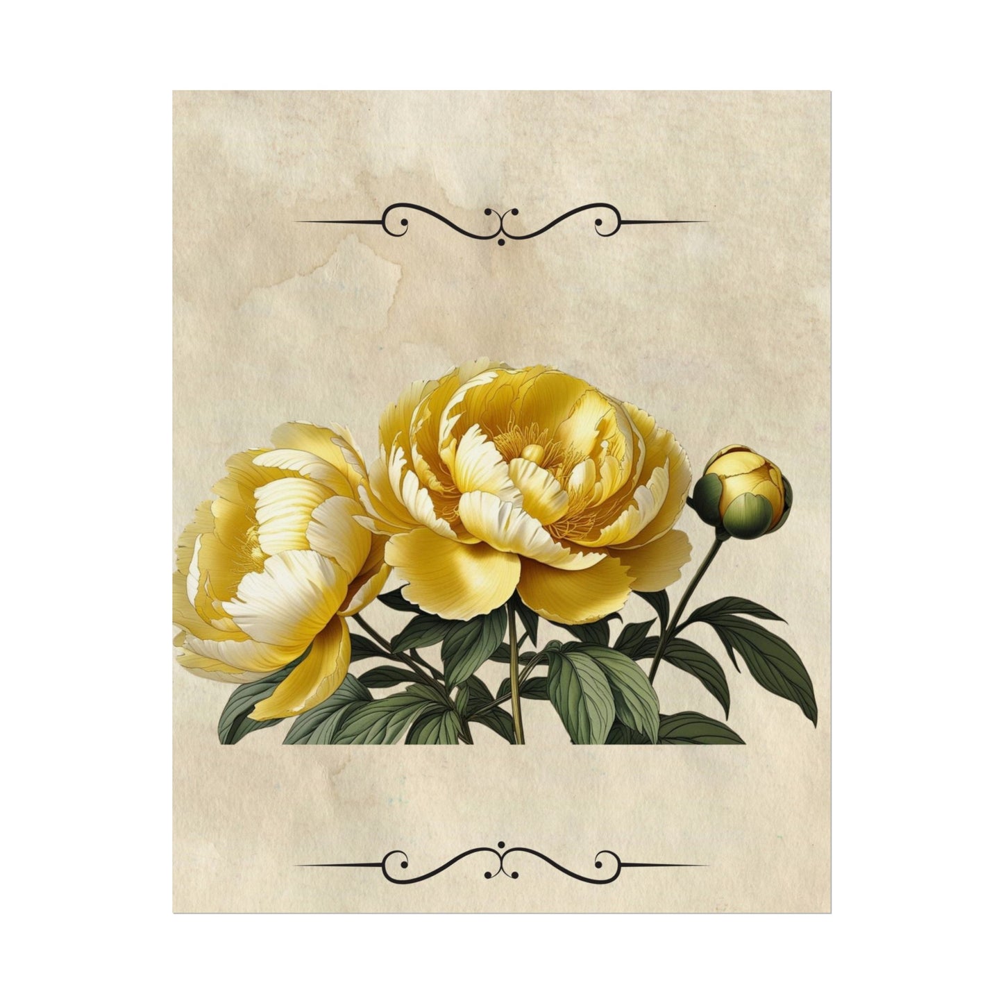 Poster Print Vintage Peony