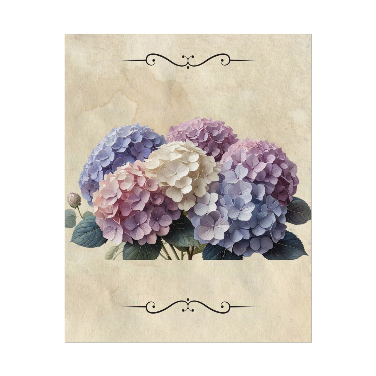Rolled Posters - Vintage Hydrangea Wall Art