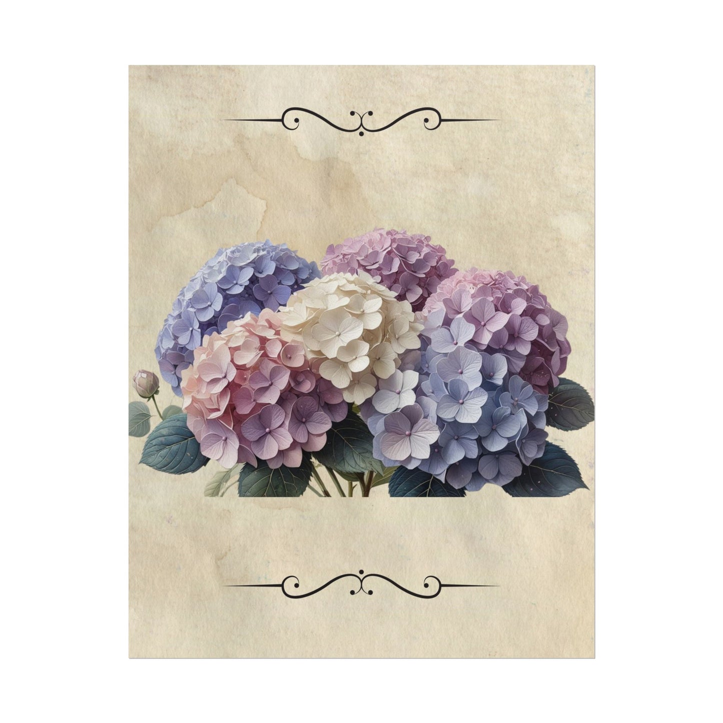 Rolled Posters - Vintage Hydrangea Wall Art