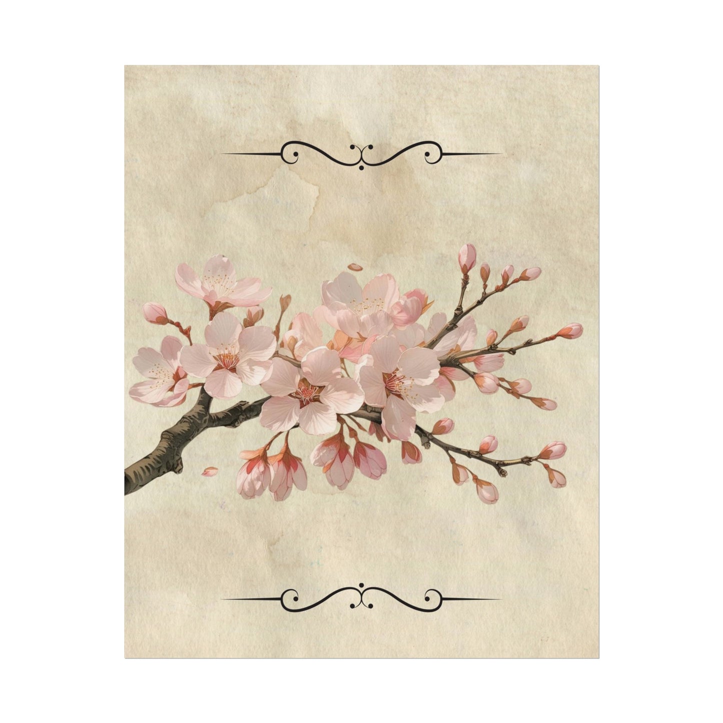 Vintage Cherry blossom on Rolled Posters