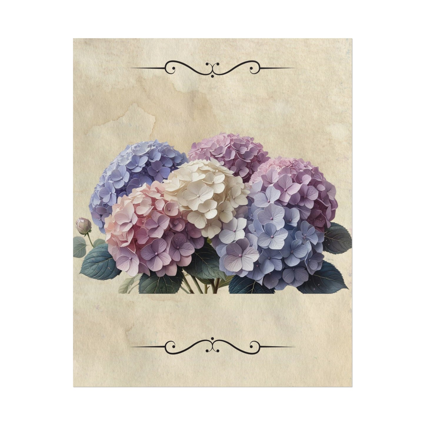 Rolled Posters - Vintage Hydrangea Wall Art