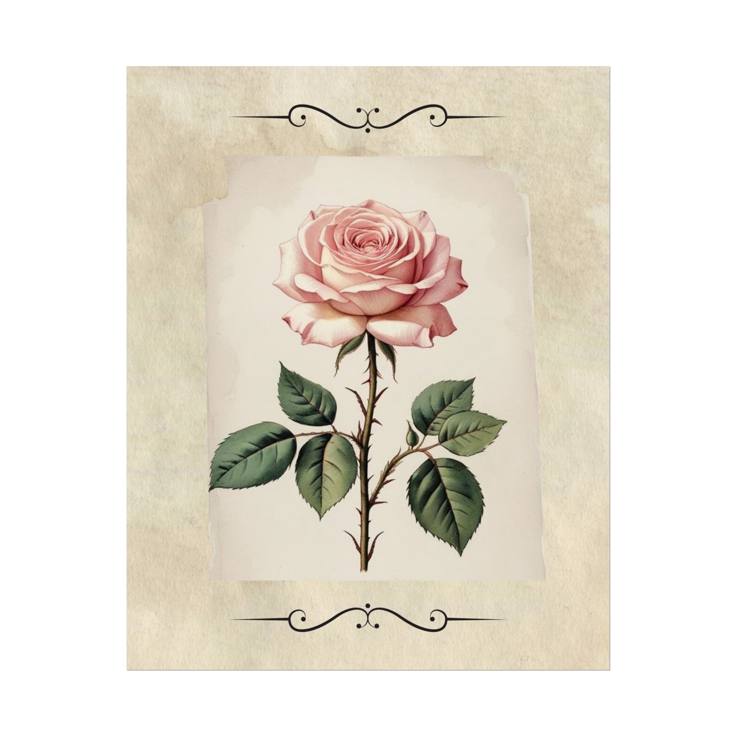 Poster Prints - Vintage Pink Rose Design