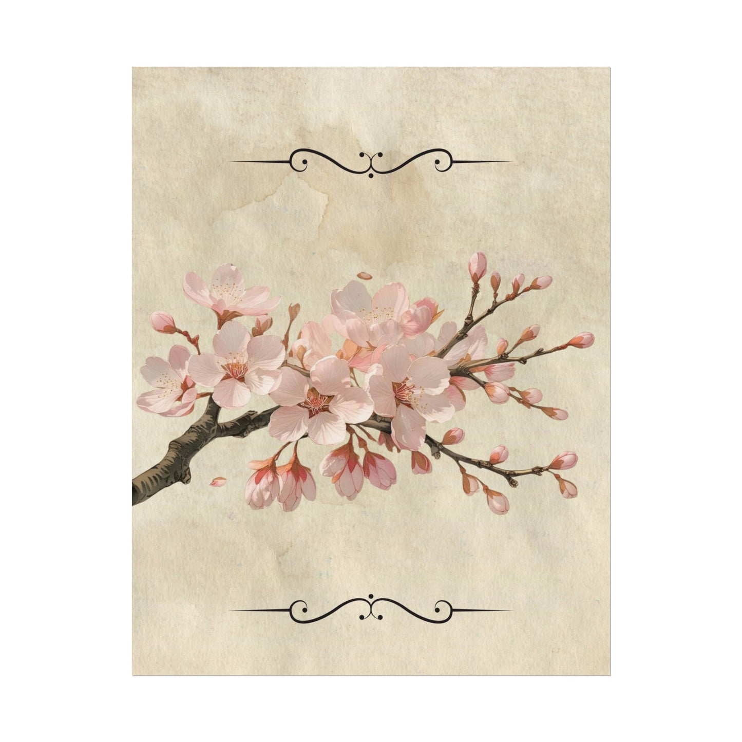 Vintage Cherry blossom on Rolled Posters
