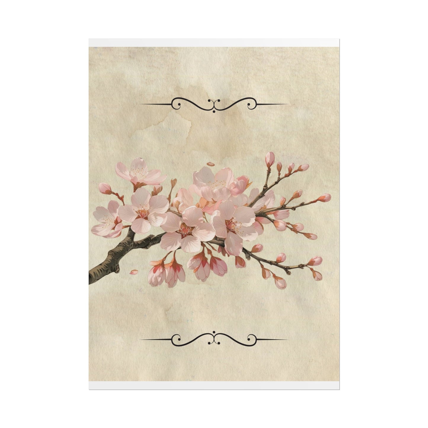 Vintage Cherry blossom on Rolled Posters