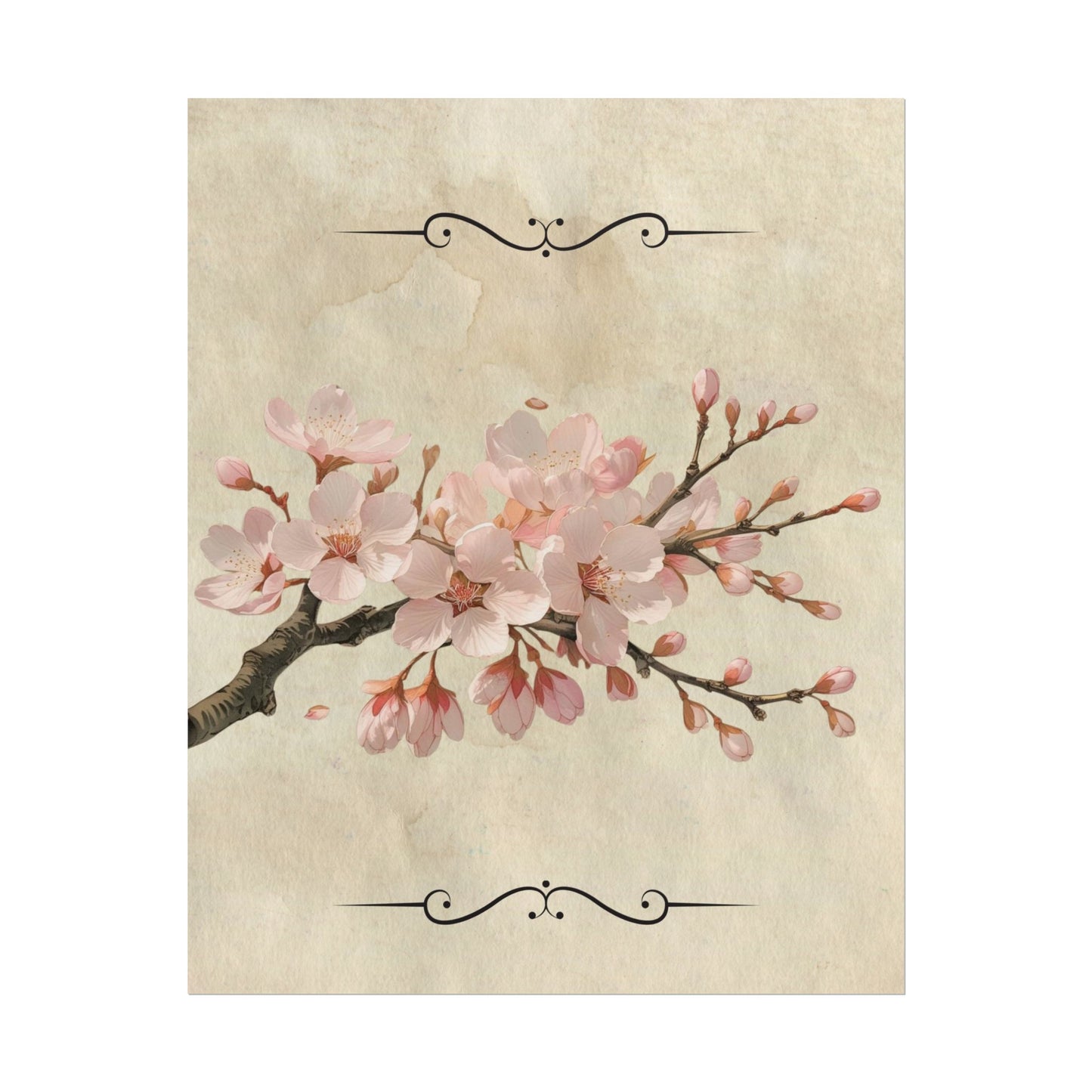 Vintage Cherry blossom on Rolled Posters